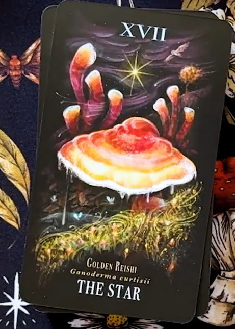 Midnight Magic: A Tarot Deck of Mushrooms